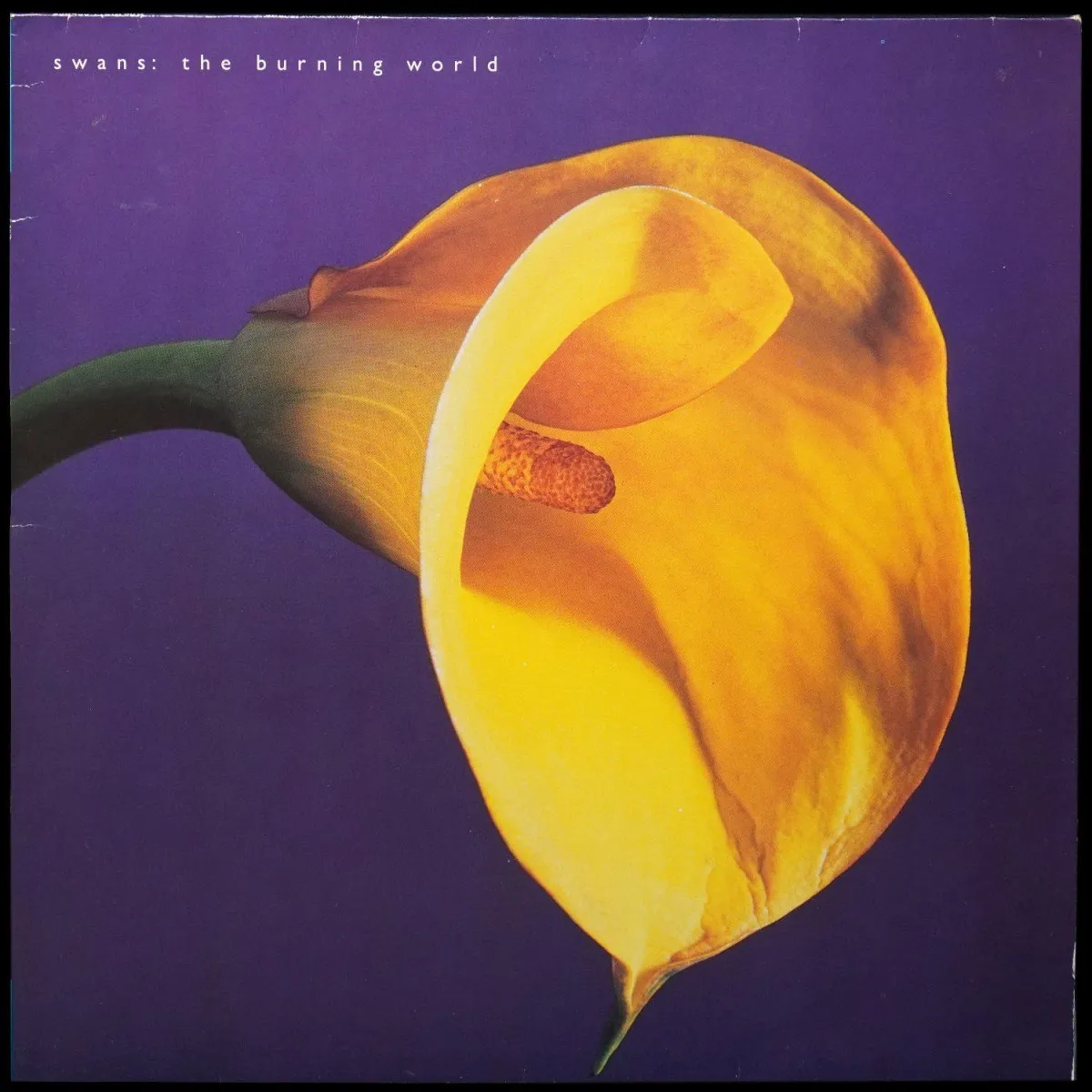 LP Swans — Burning World фото
