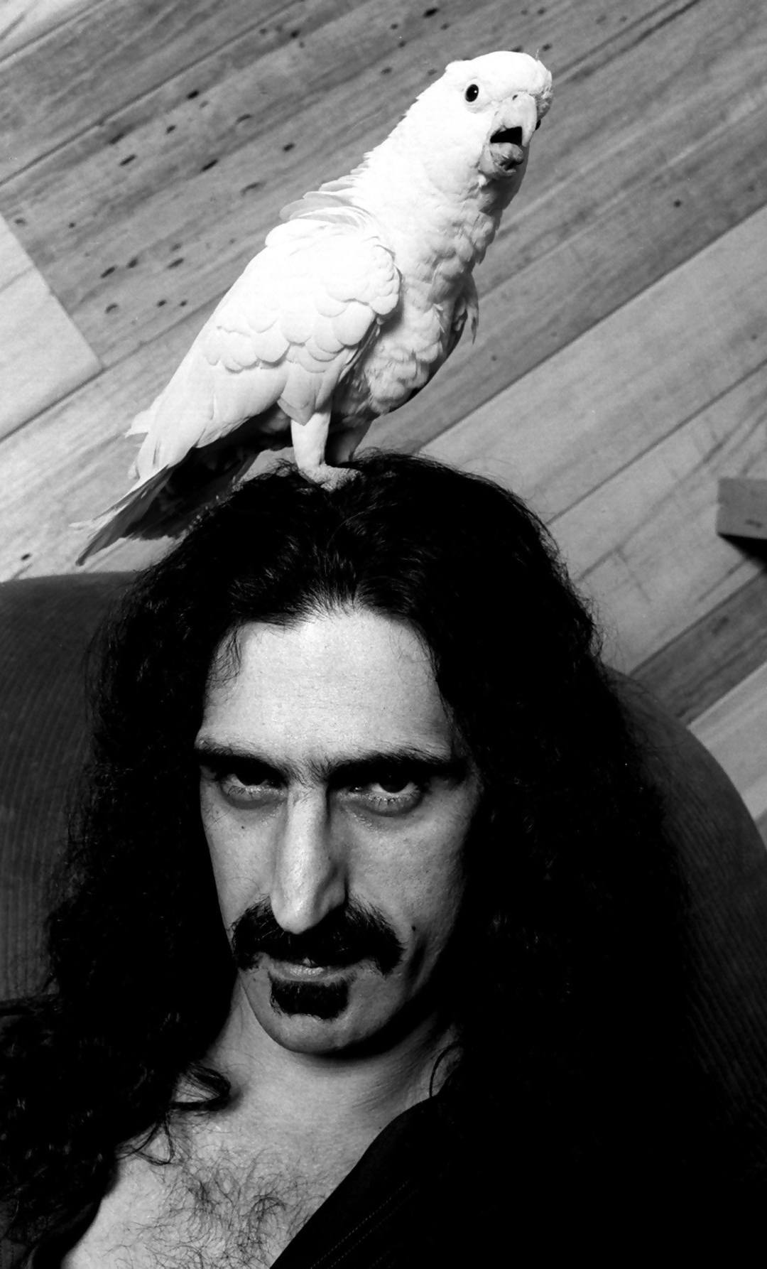 Frank Zappa