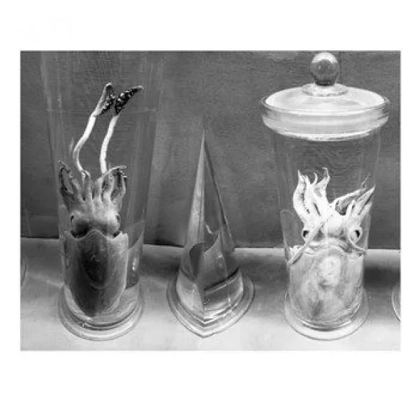 Francisco Meirino - A While And Awhile