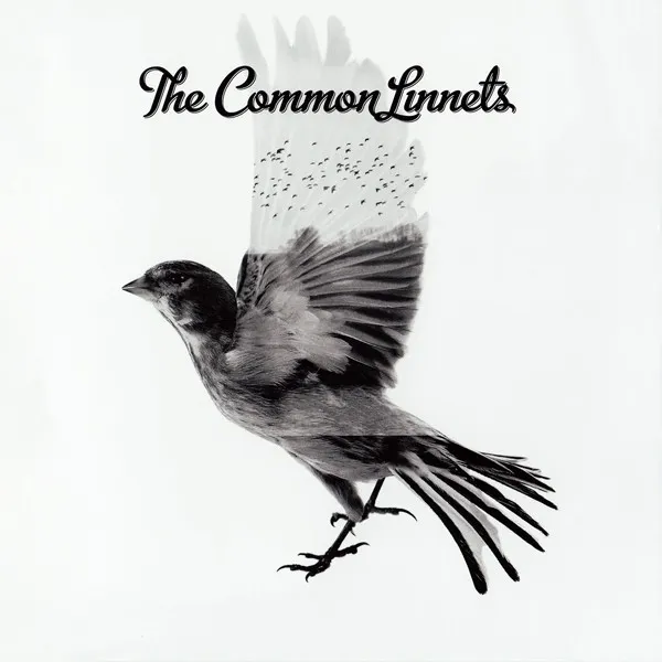 Common Linnets - Common Linnets