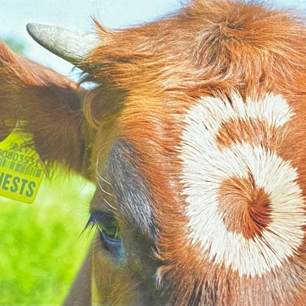 CD V/A — Sviests 6 фото