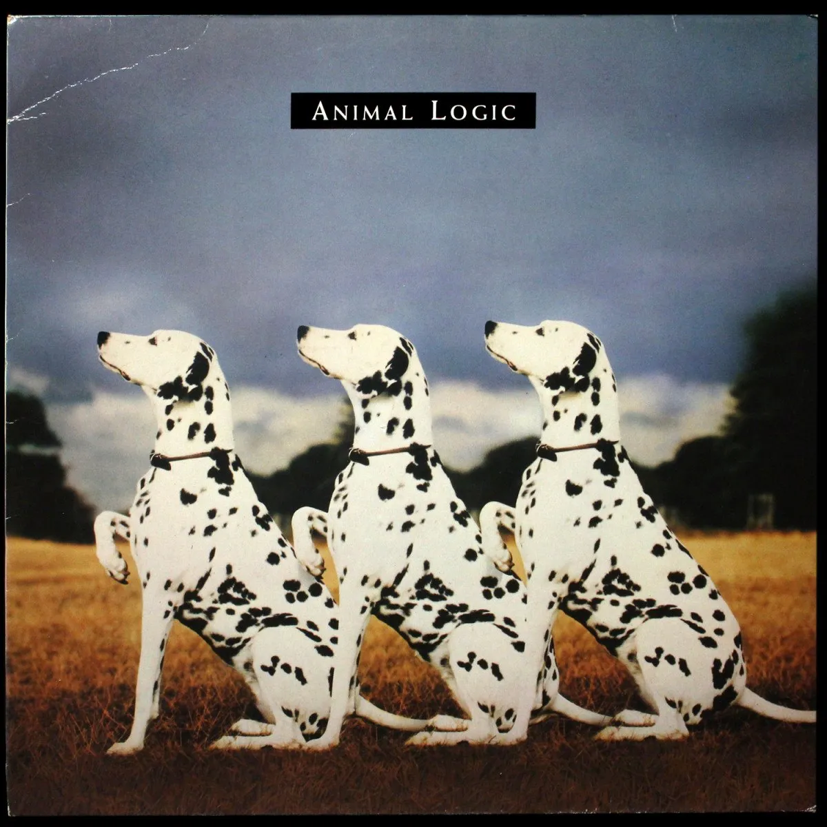 LP Animal Logic — Animal Logic фото